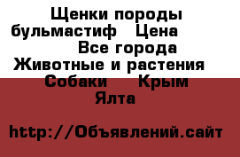 Щенки породы бульмастиф › Цена ­ 25 000 - Все города Животные и растения » Собаки   . Крым,Ялта